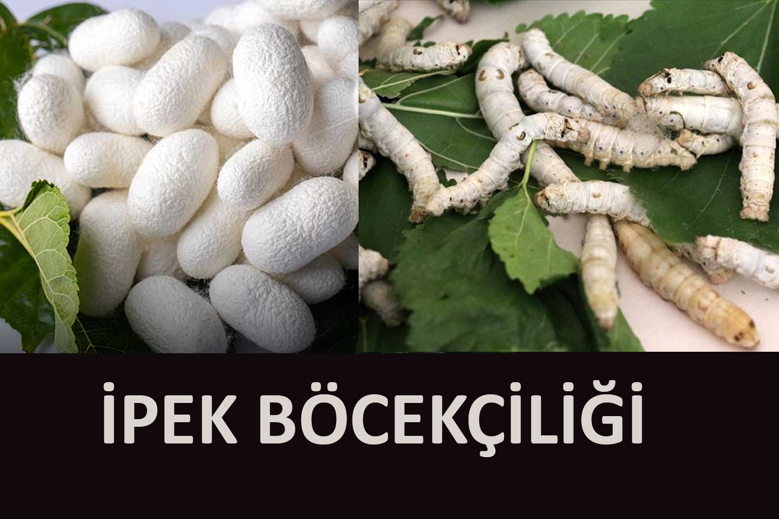 İPEK BÖCEKÇİLİĞİ